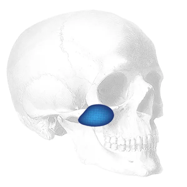 mid face skull photo